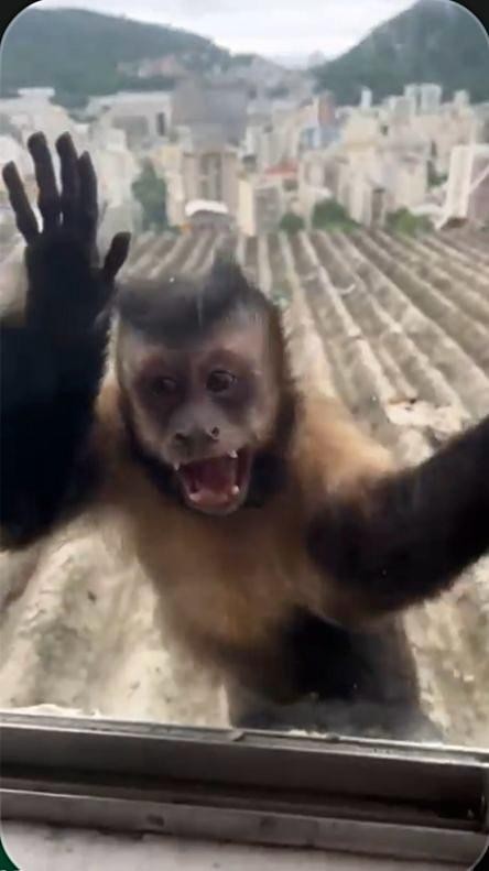 Moradores do Santa Marta relatam ataques e invasões de macaco-prego nas casas 