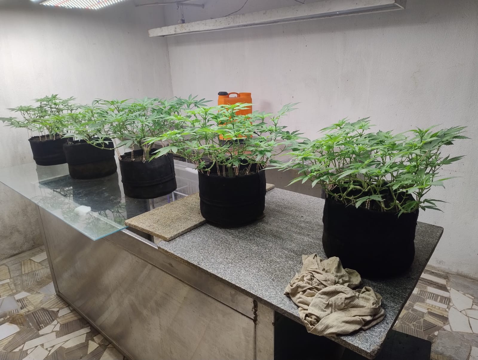 Laboratório de maconha é desmontado em Maceió; homem é preso em flagrante