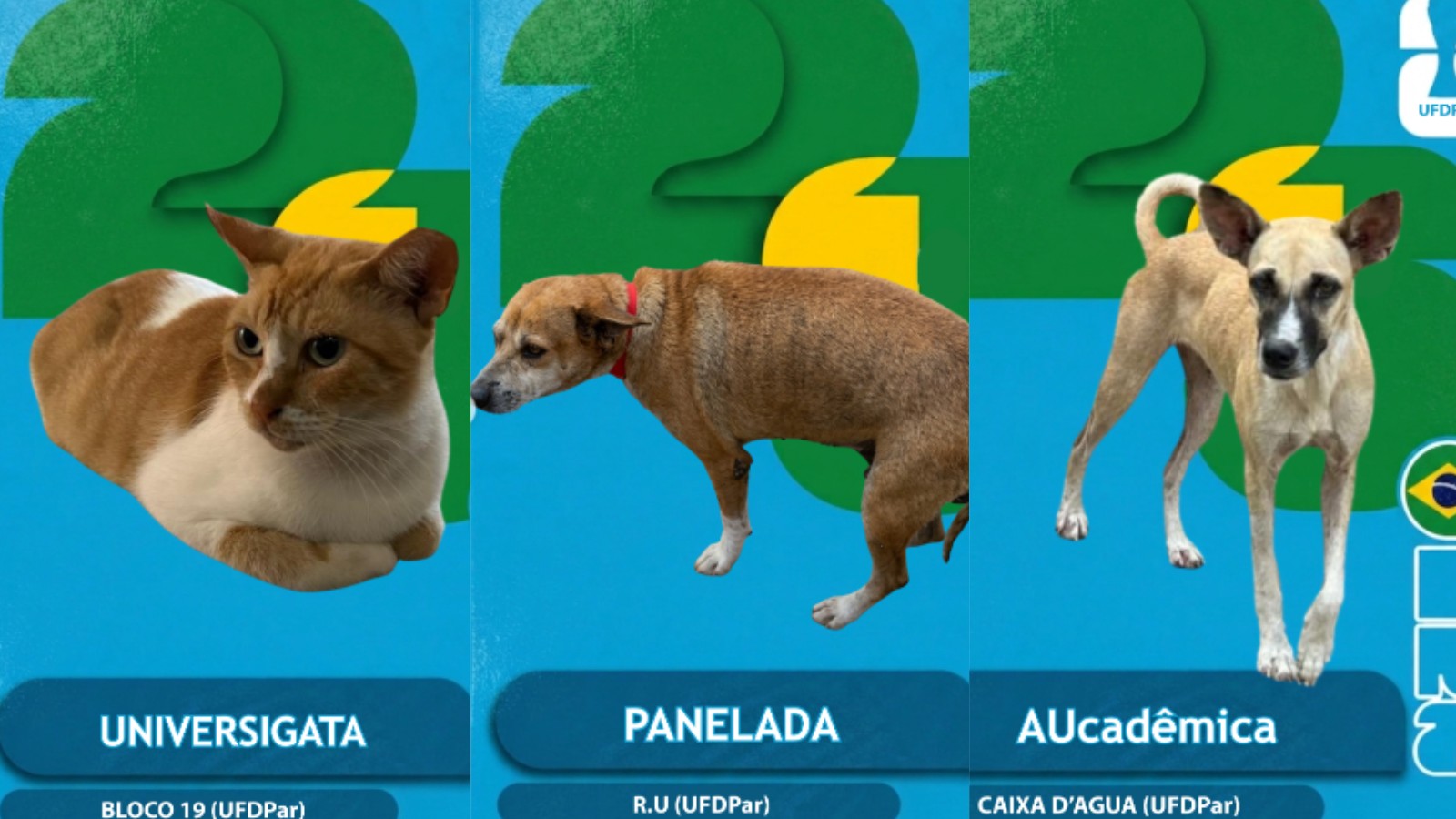 FOTOS: Cães e gatos de campus universitário viram figurinhas da Copa para conscientizar estudantes no PI
