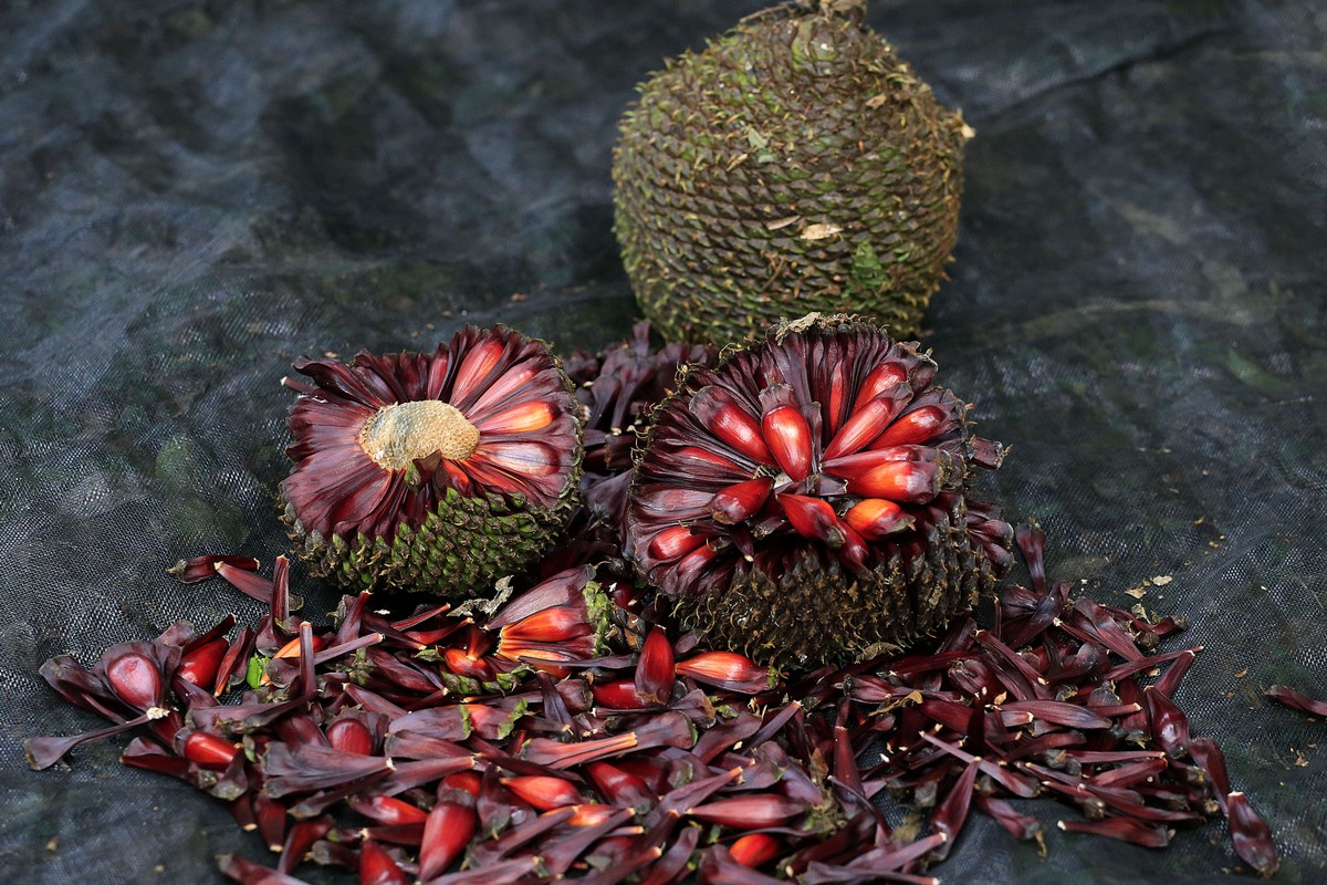 UFPR faz concurso para premiar pinhas gigantes de araucária Caminhos