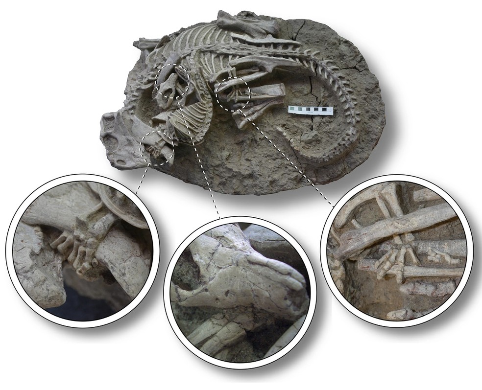 Fóssil mostra o  Repenomamus robustus atacando um Psittacosaurus lujiatunensis; pesquisa foi publicada na Scientific Reports. — Foto: Divulgação/Scientific Reports