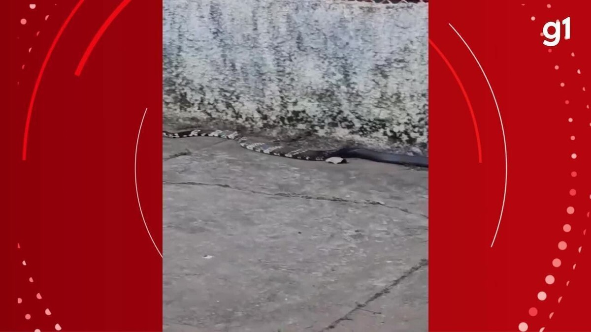 Cobra de dois metros é vista 'andando' em avenida de Pirapora e chama atenção de moradores; VÍDEO