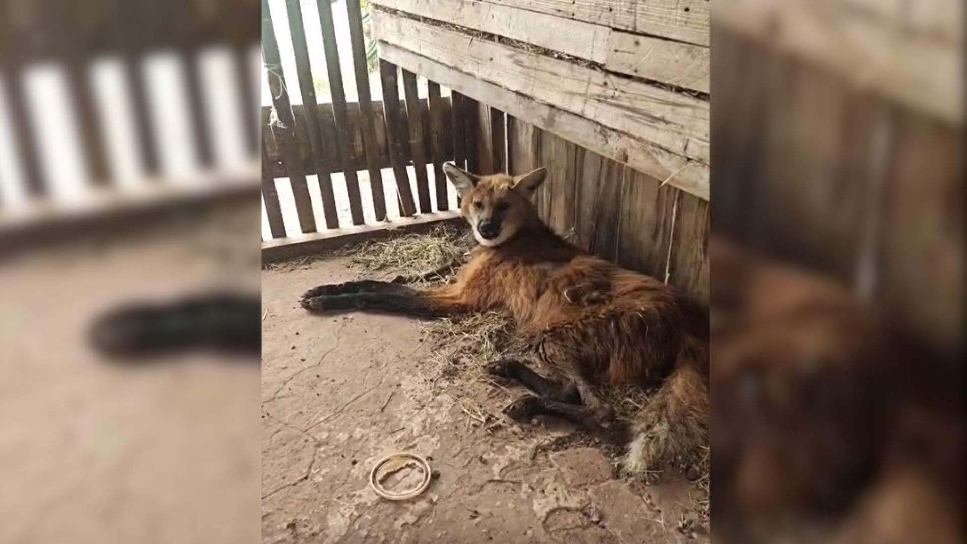 Bombeiros resgatam lobo-guará ferido dentro de galinheiro no interior de SP 