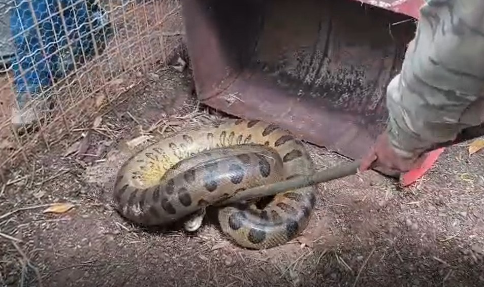 Sucuri é resgatada em empresa de cerâmica no interior de SP