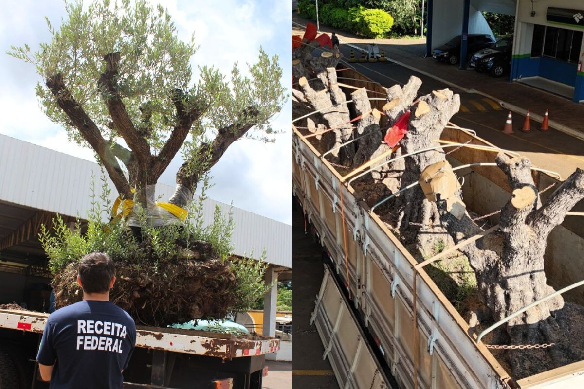 Árvores típicas de Israel apreendidas serão plantadas em universidade de MS 