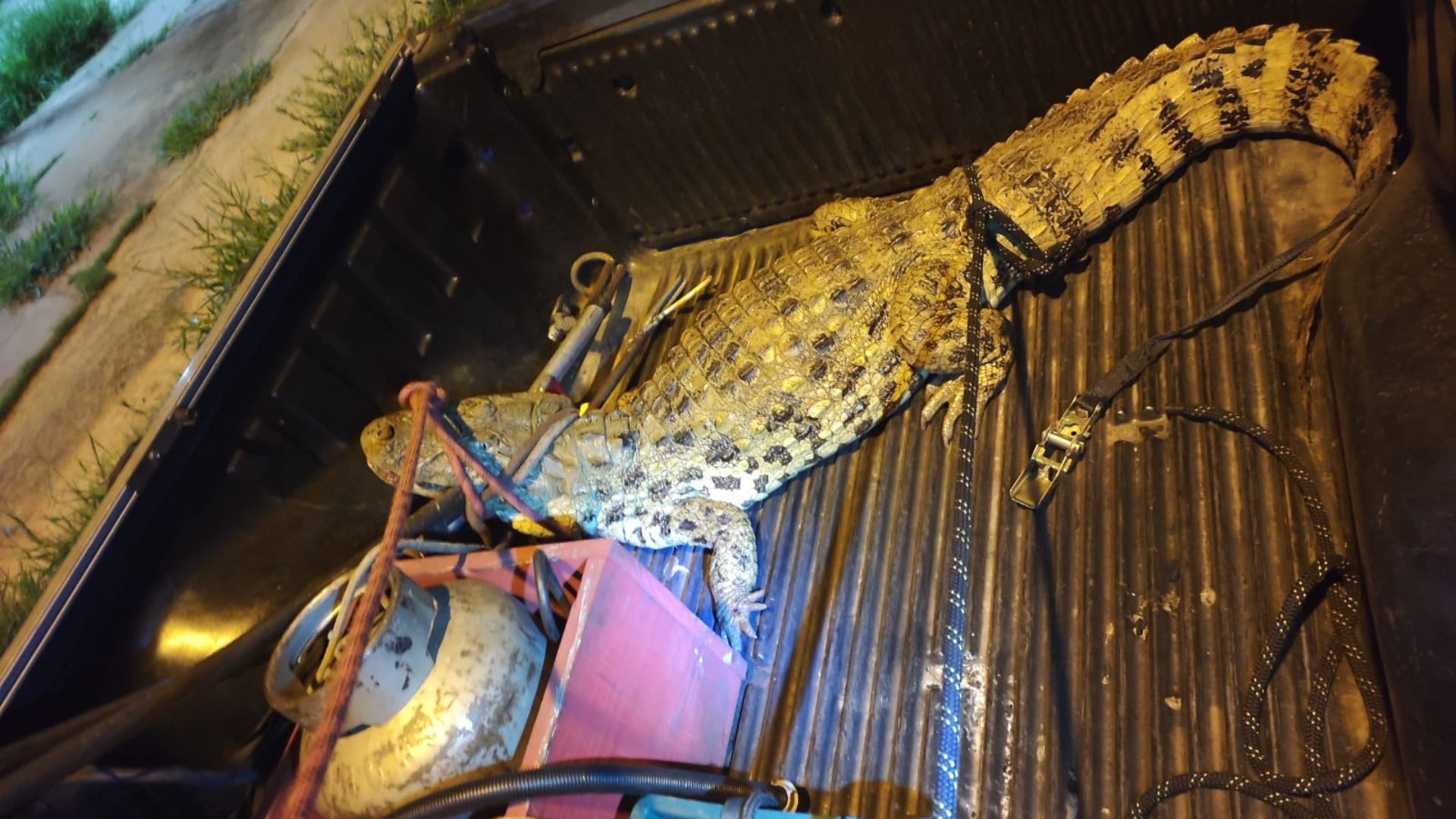 Jacaré-de-papo-amarelo é resgatado pelo Corpo de Bombeiros em área urbana no interior de SP 