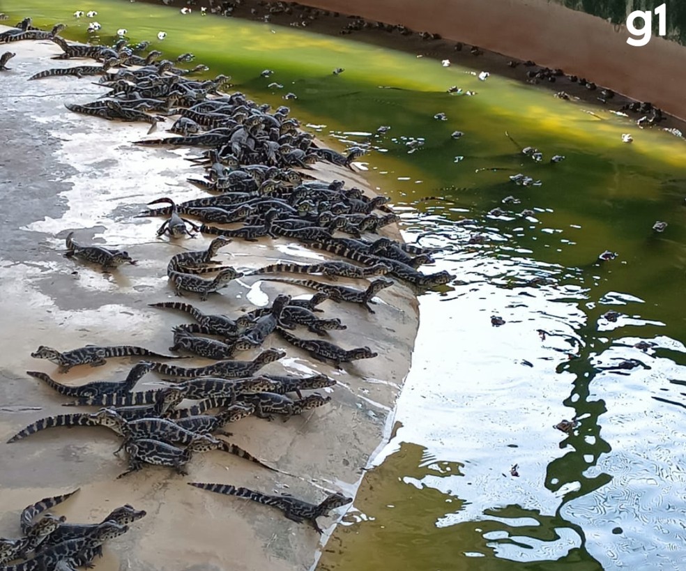 Jacarés do Pantanal — Foto: Reprodução