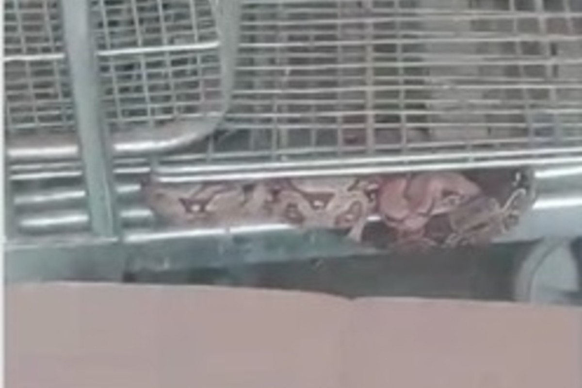 VÍDEO: Jiboia 'vai às compras' e é resgatada enrolada a carrinho de supermercado em MS