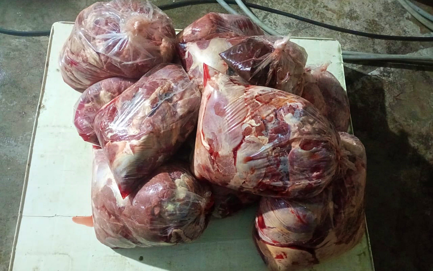 Polícia Civil prende dupla suspeita de abate clandestino de cavalos e apreende 165 kg de carne em MG