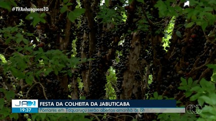 Com polares cheios, Festa da Jabuticaba começa nesta sexta-feira em Palmas