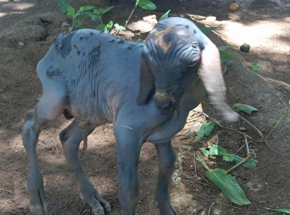 Cabrito nasce sem pelos e chama a atenção no interior do RN