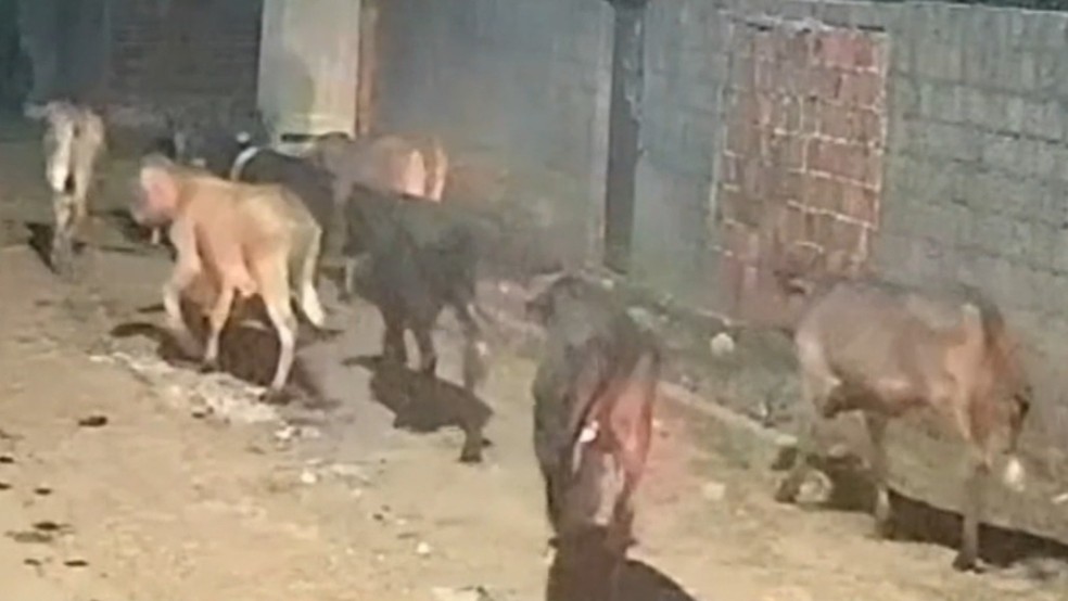 Dez vacas são furtadas por dupla em Itaitinga. — Foto: Reprodução