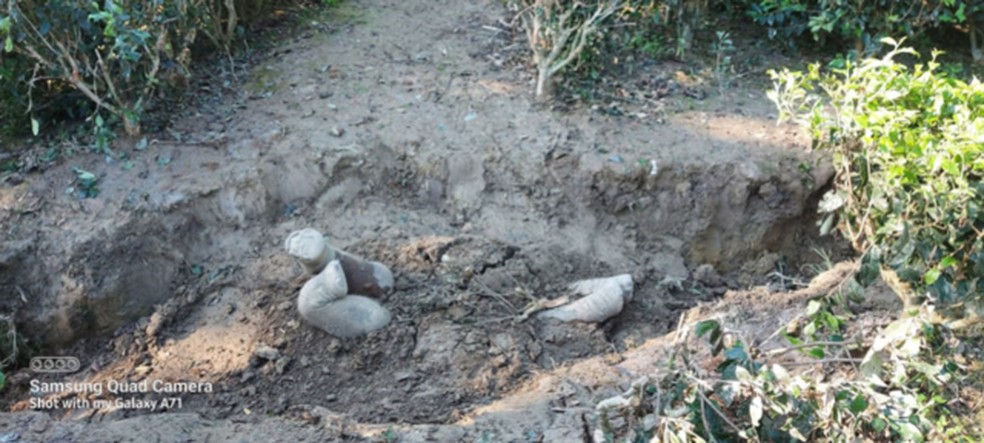 Os elefantes aproveitam os canais de drenagem abertos por agricultores para enterrar seus filhotes — Foto: West Bengal Forest Department/BBC