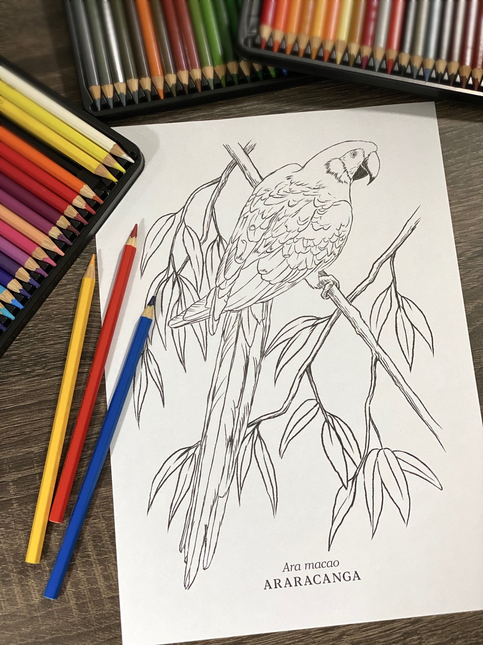 Desenhos para colorir são oportunidade para aprender sobre as aves