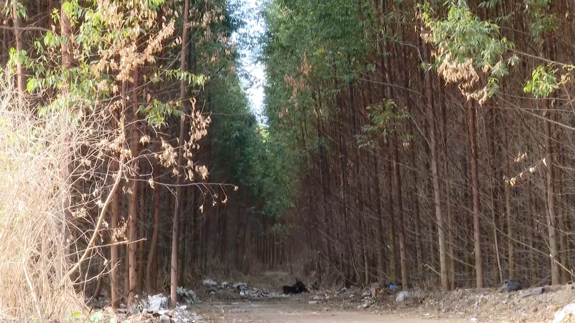 Corpo com marcas de tiros é encontrado em área de eucalipto na Serra