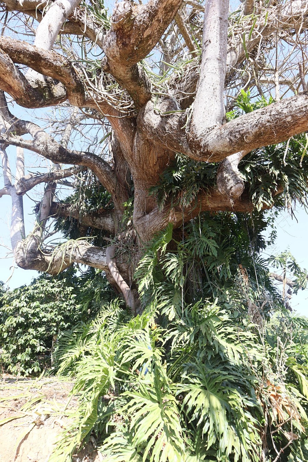 Paineira centenária em cafezal de Cabo Verde (MG) apita quando avaliada por detector de metal e pode guardar uma corrente usada na época da escravidão dentro dela — Foto: Coletivo Memora