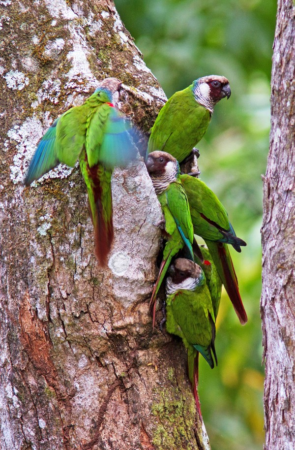 Periquito-cara-suja é uma ave exclusivamente nordestina que tem sido abraçada por projetos cearenses que visa reverter a ameaça de extinção do animal — Foto: Fabio Nunes