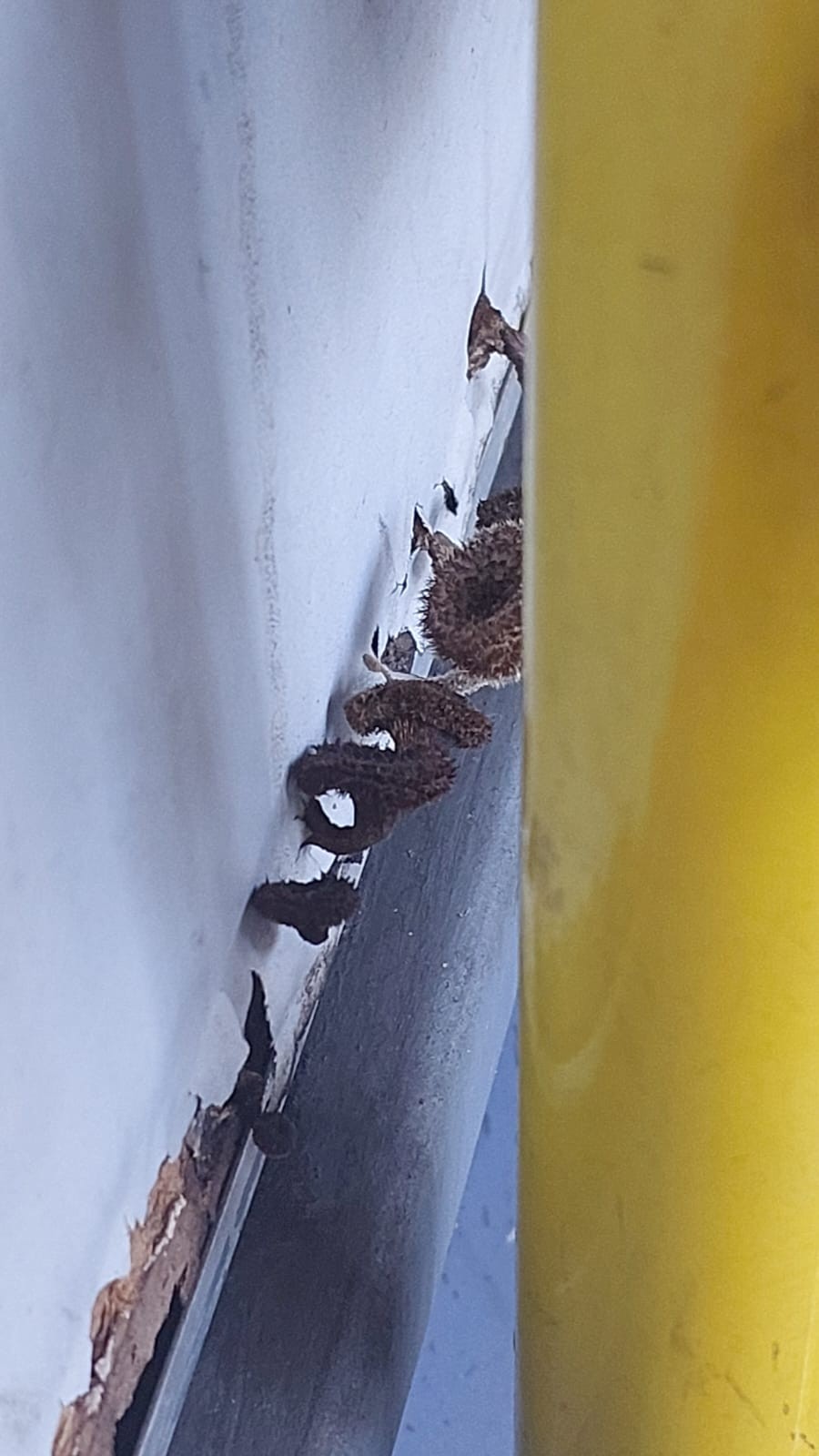 FOTO: cogumelos nascem em parede de ônibus do transporte público de Campinas