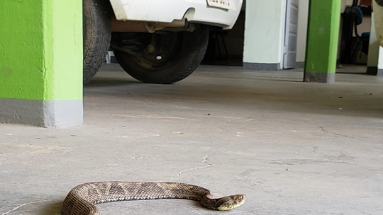 Caseiro é picado por cobra jararaca e dirige 60 km para receber atendimento em Uberlândia
