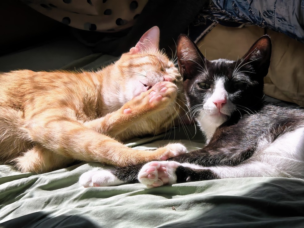 2 de 3
Gatos também entram na lei do sepultamento — Foto: Henrique Martin/g1