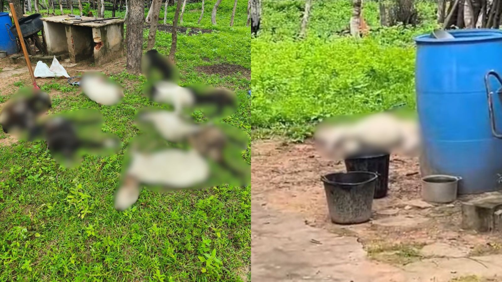 Mais de 10 bodes são atacados por cães na zona rural de cidade do Piauí