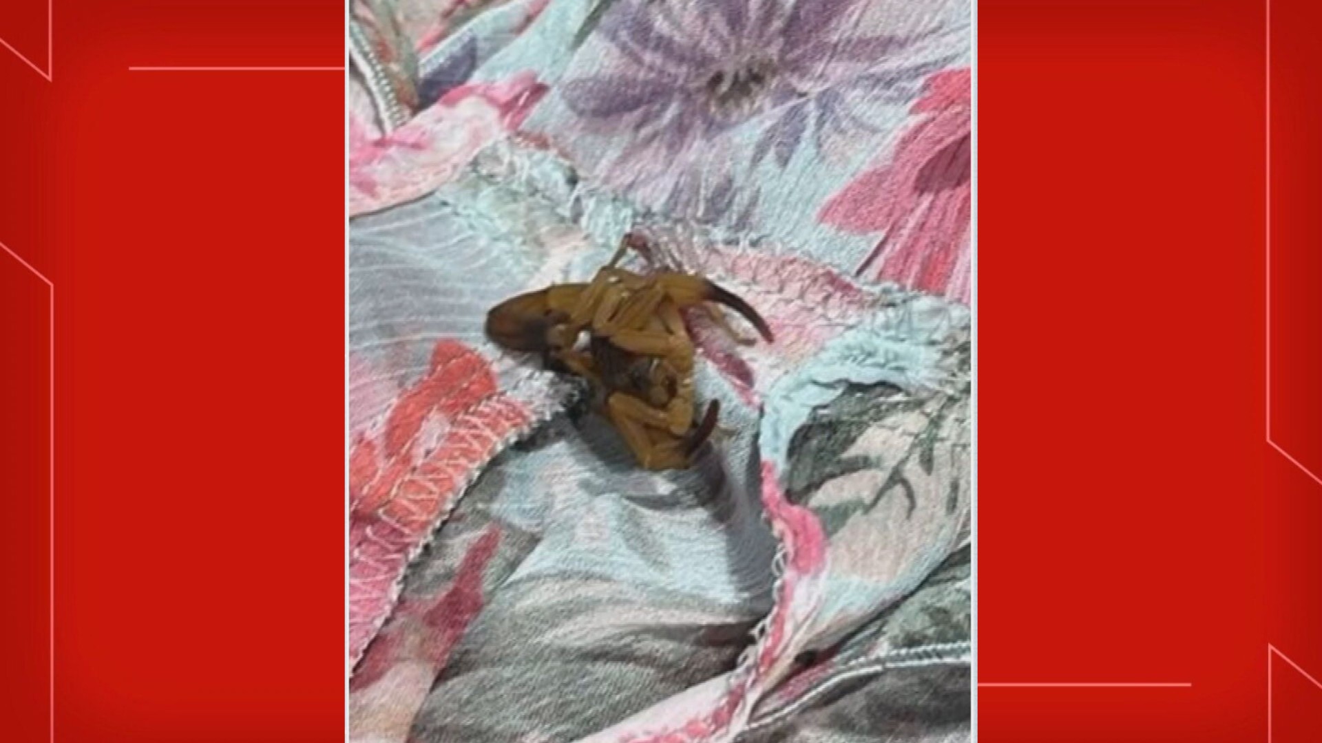 Jovem é picada por escorpião durante prova de roupa em shopping do DF