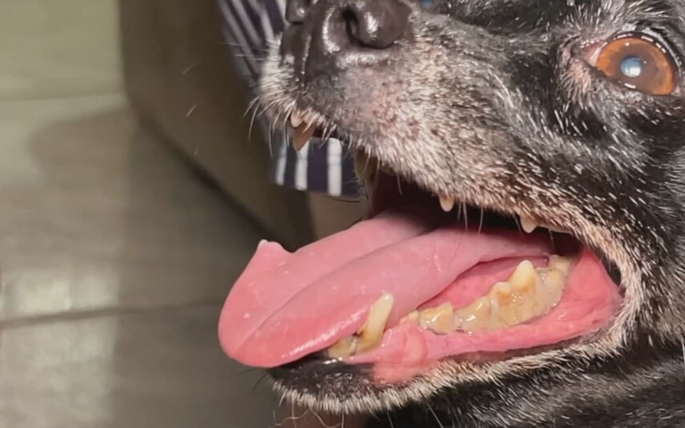 4 de 7
Cachorro Fred chegou &agrave; fam&iacute;lia de Hosana Amaral, moradora de Ara&ccedil;atuba (SP) e hoje &eacute; um importante integrante da fam&iacute;lia &mdash; Foto: TV TEM/Reprodu&ccedil;&atilde;o
