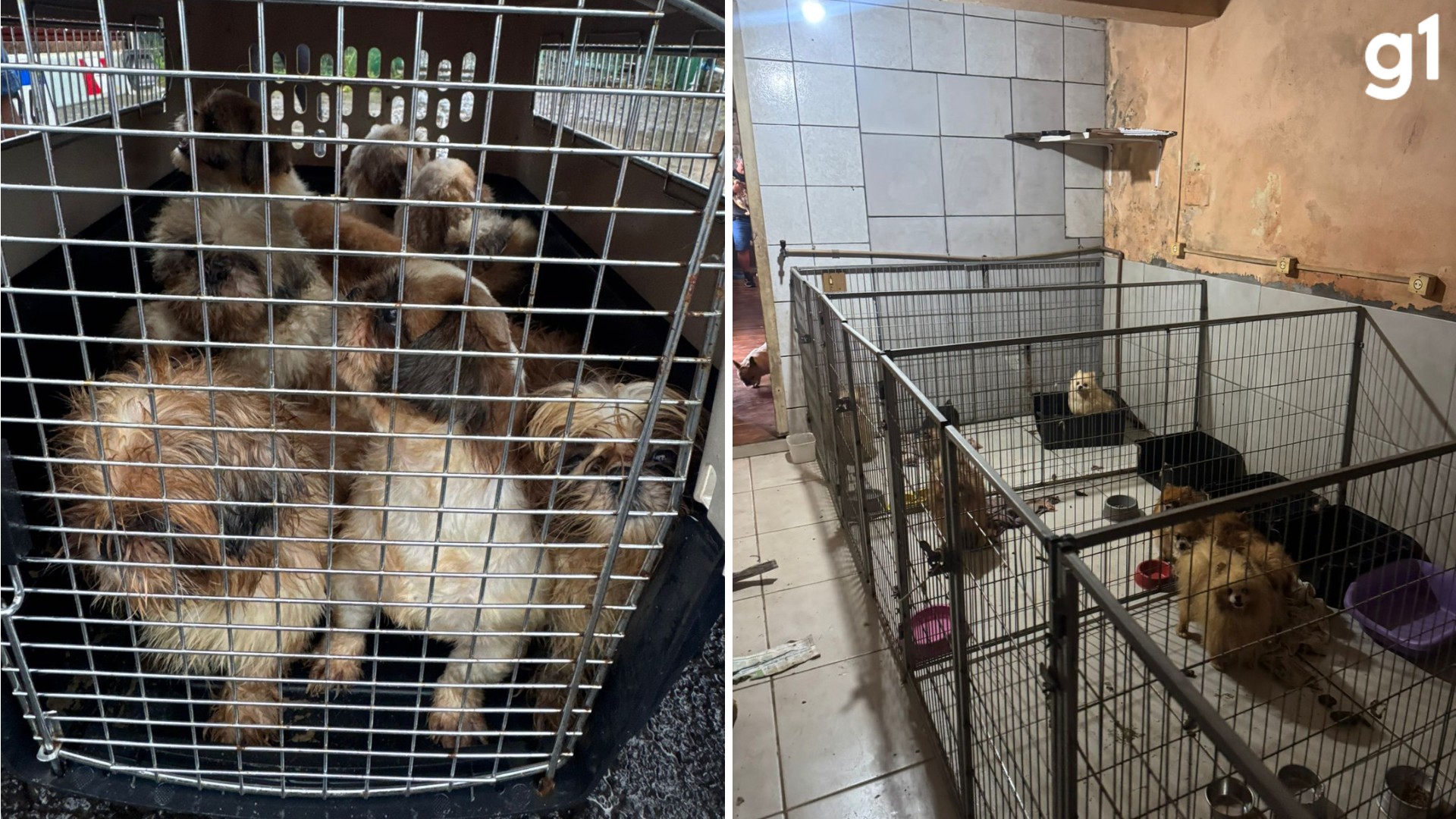 Cães com olhos perfurados e gatos com anemia: veterinário é preso em criadouro clandestino de animais no RS