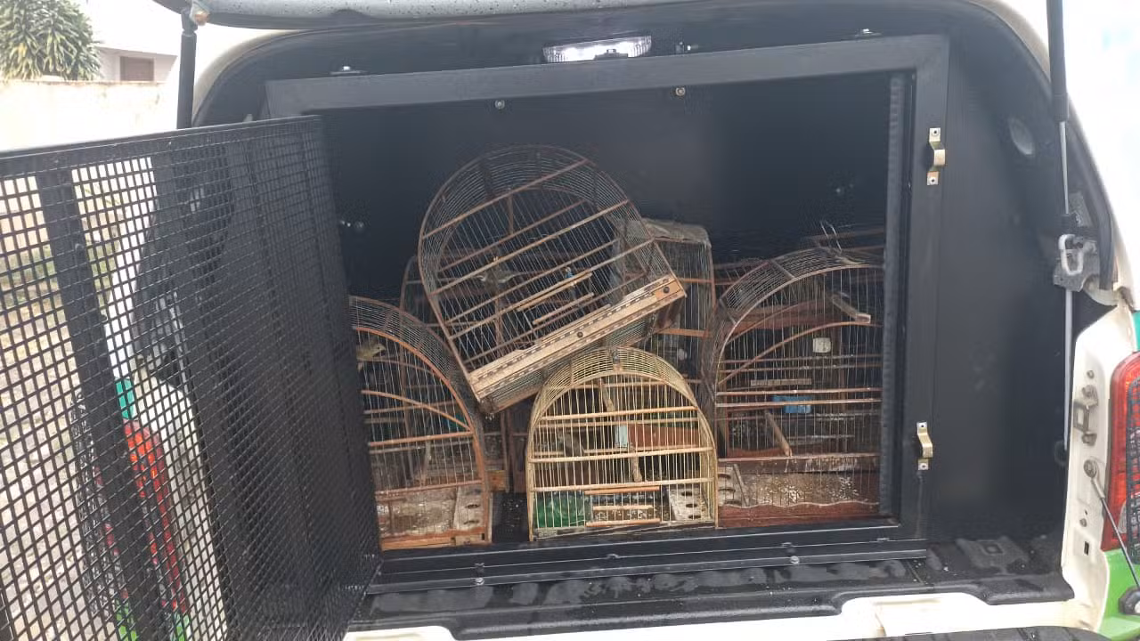 VÍDEO: GCM resgata dez aves silvestres mantidas ilegalmente em cativeiro no interior de SP