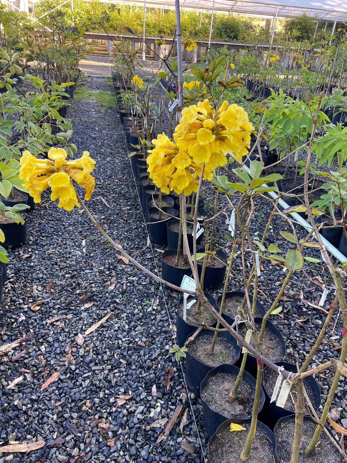 Você Não Tá Convidada pro Meu Bat Mitzvá!