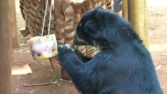 Com calor de 36°C, bicharada ganha sorvete e picolé no zoo - Foto: (Luciano Tolentino/EPTV)