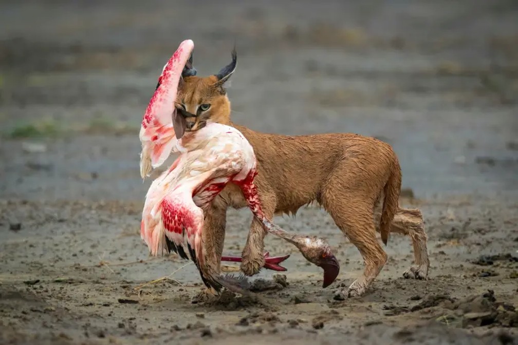 Local: lago Ndutu, Parque Nacional do Serengeti, Tanzânia — Foto: Dennis Stogsdill