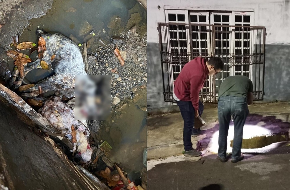 Animal já estava morto dentro do bueiro quando a equipe da ONG chegou no local em Marília — Foto: ONG Spaddes / Divulgação