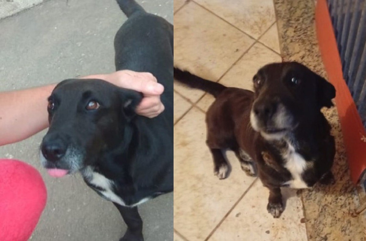 Homem é preso suspeito de esfaquear cachorro e ordenar ataque de pitbull em MG