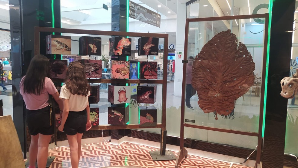 Exposição do Museu da Amazônia no Amazonas Shopping, em Manaus — Foto: Divulgação