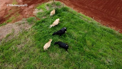 Técnica usa drones para identificar vacas no cio sem necessidade de prender os animais