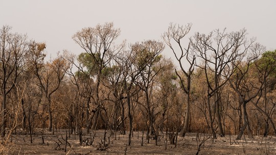 Mato Grosso lidera queimadas no Brasil com 24 mil focos em 2024, aponta Inpe - Foto: (Marcelo Oliveira/Arquivo )