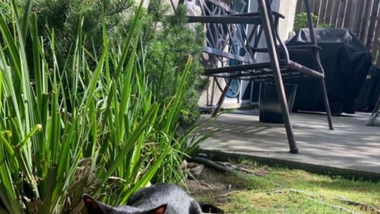 Gato com câncer ajuda a abrir caminho para nova terapia contra tumores de cabeça e pescoço em humanos - Primeiro ensaio clínico em felinos mostra que medicamento experimental pode controlar a doença com poucos efeitos colaterais; especialistas veem potencial para tratamento humano.