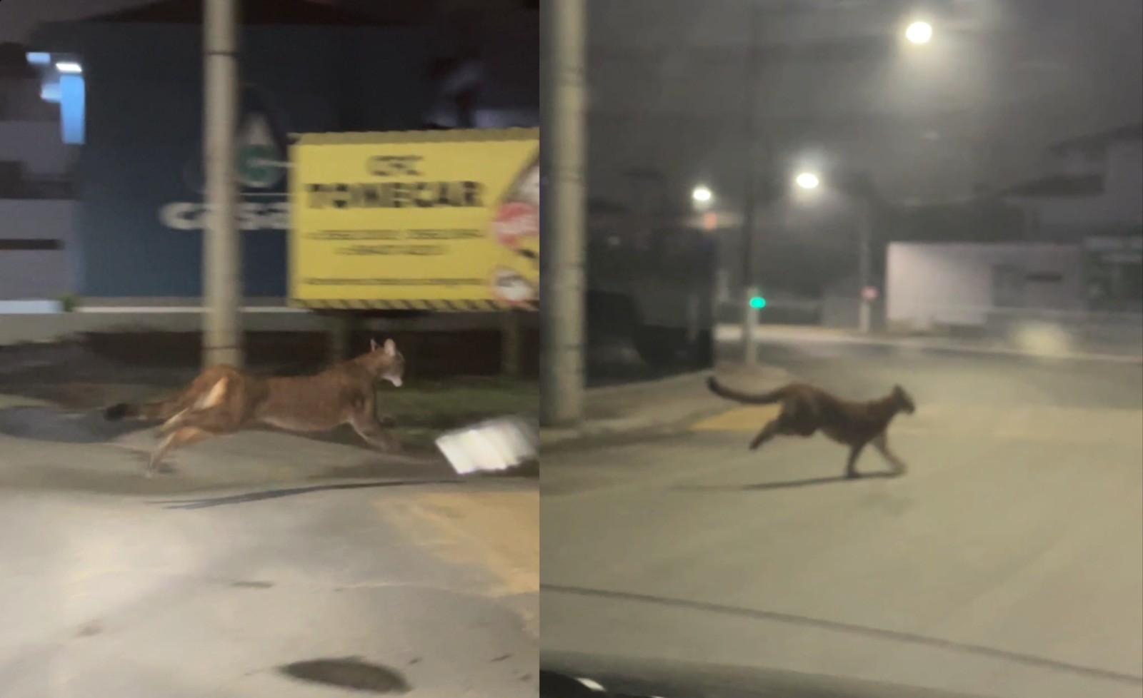 Onça-parda é flagrada atravessando rua em frente de casal em SC; VÍDEO