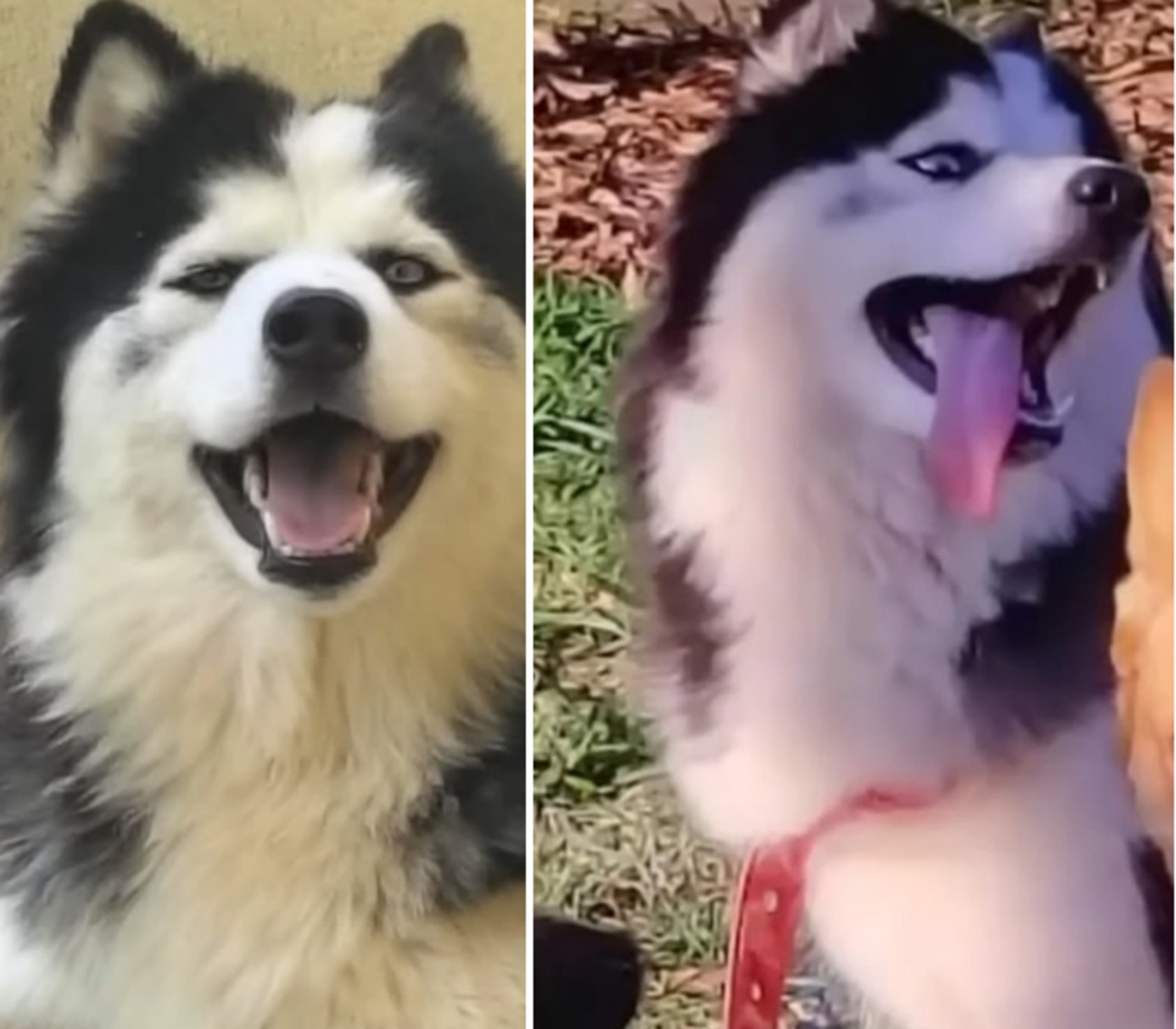 Cachorra morre após se assustar com fogos de artifício e se enroscar em portão no interior de SP