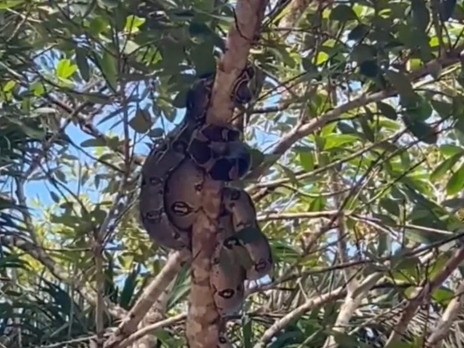 Cinco jiboias são resgatadas em galho de árvore no interior do Acre; veja vídeo