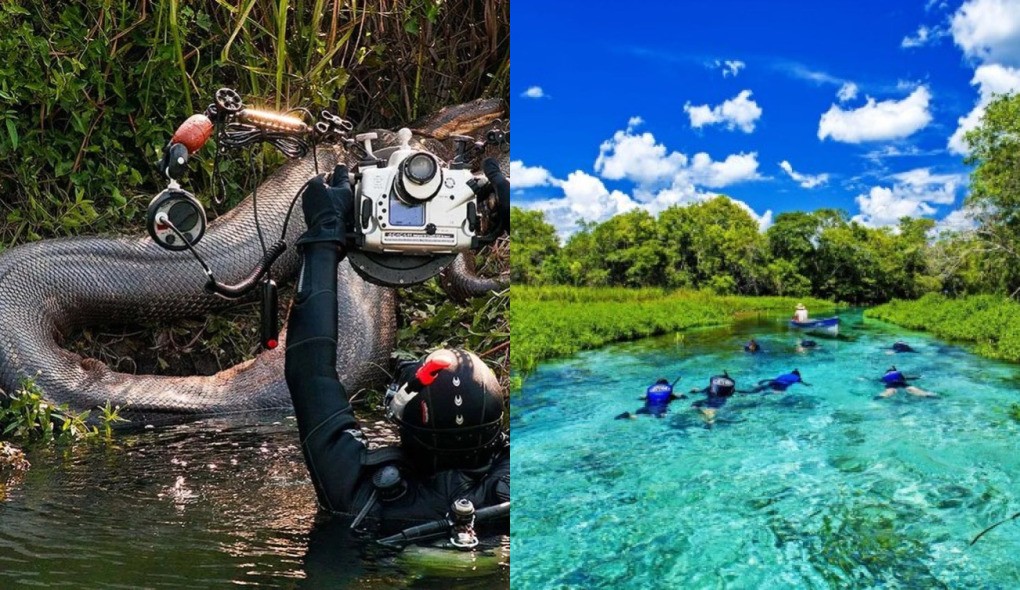 Paraíso escondido no Brasil tem águas cristalinas e é lar de sucuris gigantes; biólogos revelam o motivo