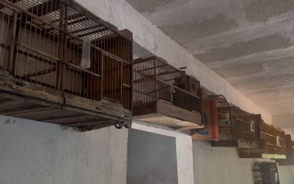 Homem mantinha 31 aves da fauna silvestre em gaiolas. — Foto: Divulgação/NEAM