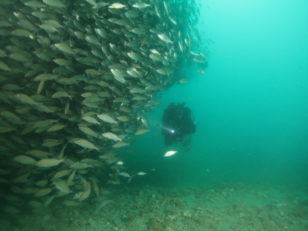 Na foto, cardume próximo ao Oceano I. — Foto: Acqua Sub