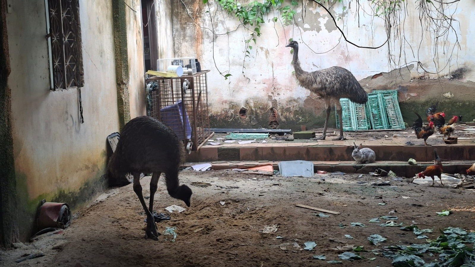 Emu visto correndo em viaduto e outro animal são resgatados e levados para o BioParque; FOTOS 