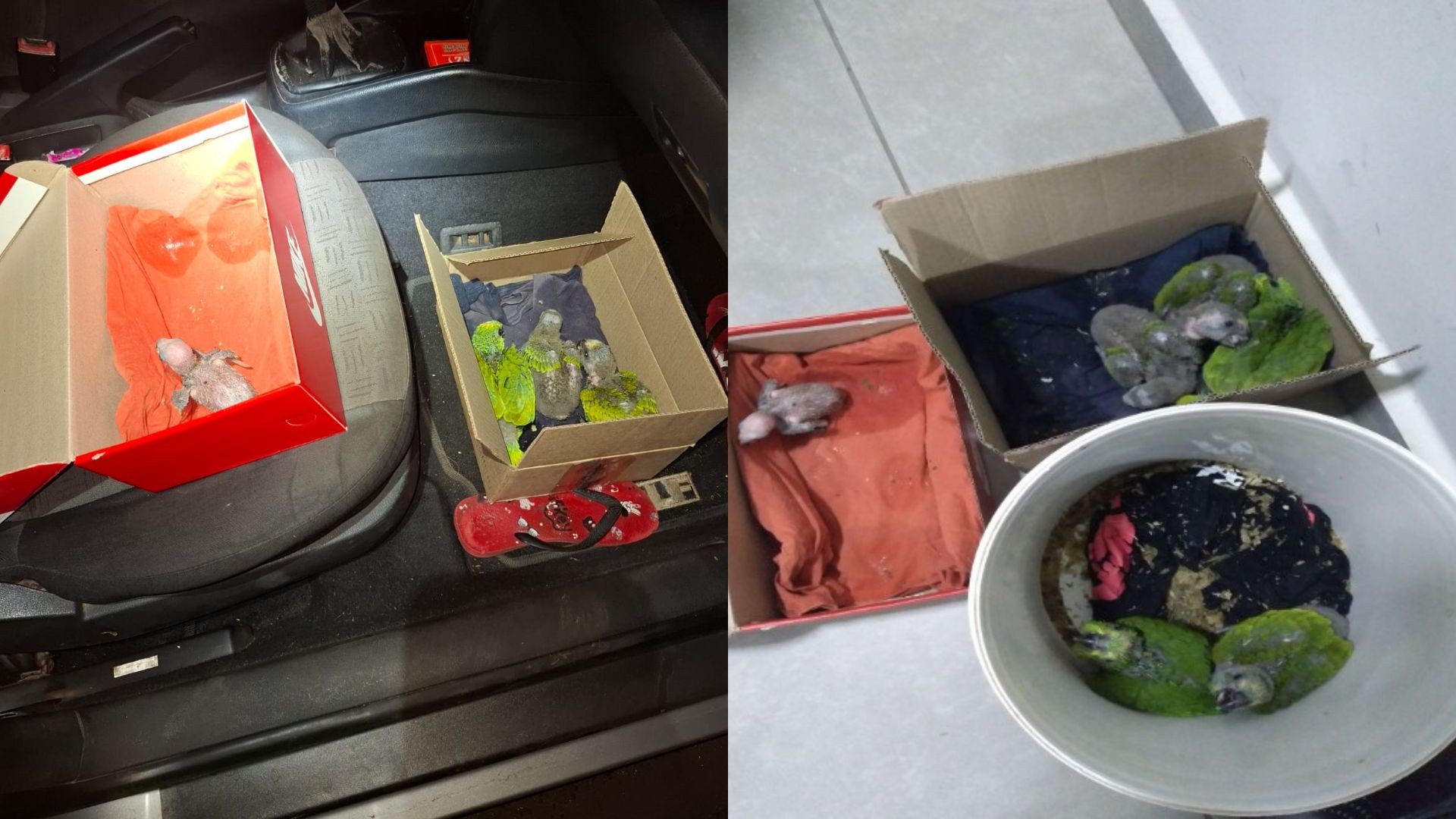 Homem é autuado por comercializar filhotes de papagaio-verdadeiro no interior de SP