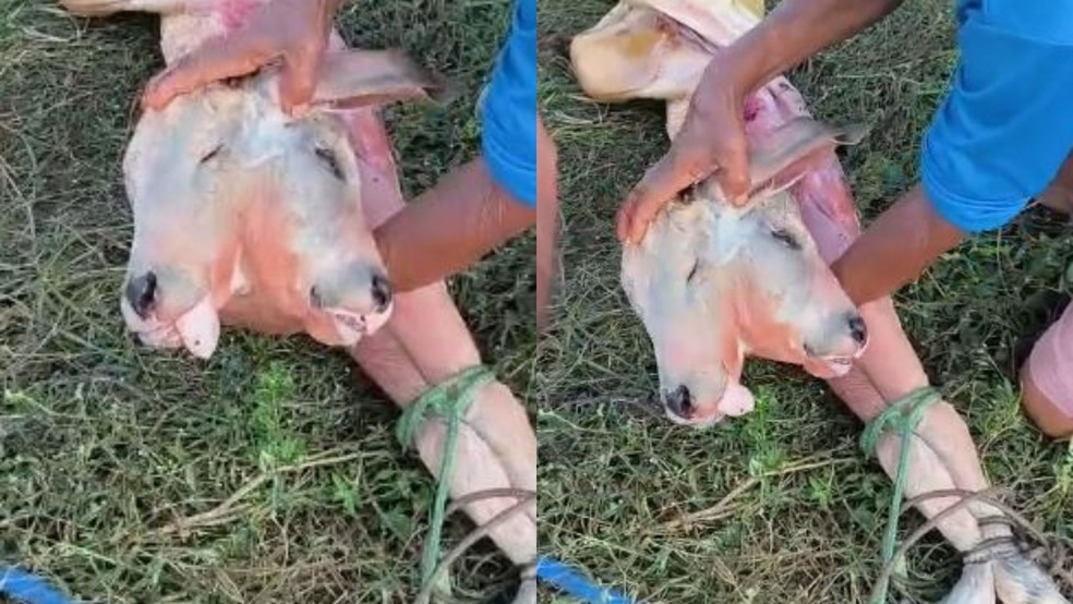 Bezerro com duas cabeças nasce no interior do Maranhão e mãe sobrevive; saiba que o aconteceu