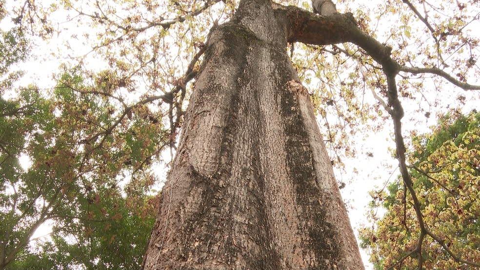 Árvore chichá fedorento chega a 20 metros de altura e tem crescimento rápido — Foto: Reprodução/ TV Gazeta