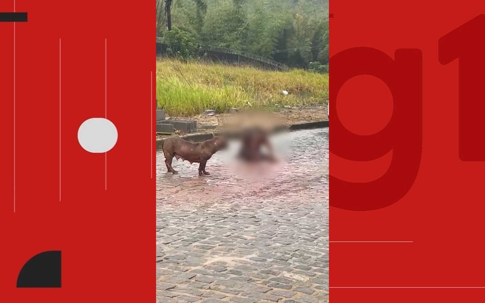VÍDEO: Pitbull ataca e mata cachorro de rua após escapar de casa no interior da Bahia