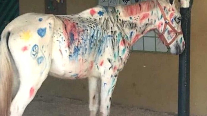 Uso de cavalo como 'tela de pintura' em atividade para crianças em férias é  questionado por pedagogos, Educação